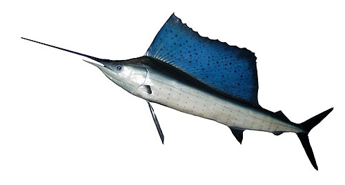 Sailfish photographed in open water.