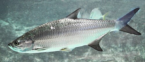 Tarpon photographed near Government Cut.